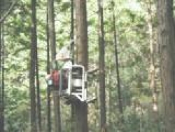 動力枝打機